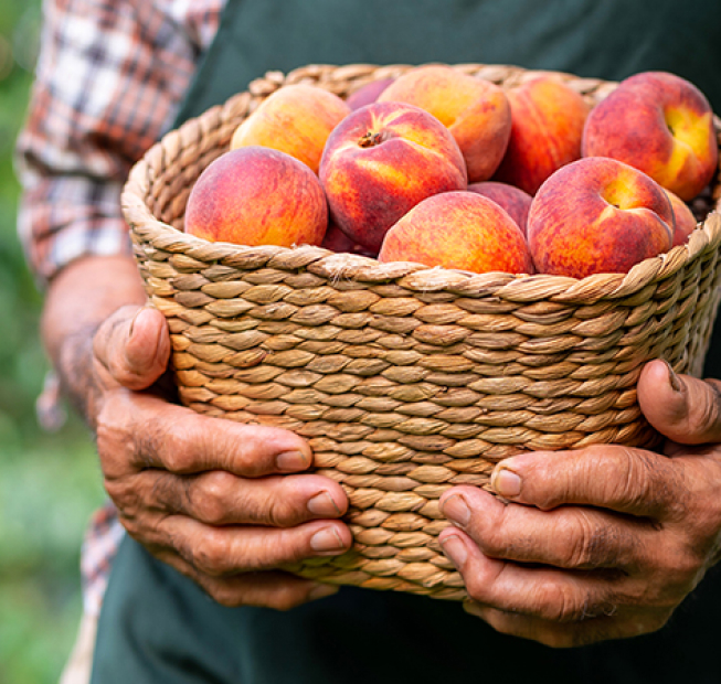 Farmer with a basket of Georgia peaches